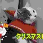 クリスマスLIVE
