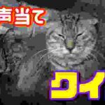 この猫の鳴き声はダ~レだ?鳴き声当てクイズ開催!