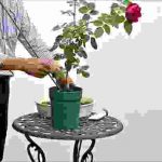 バラの新苗の剪定、植え替え