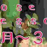 #薔薇のお手入れ2月〜3月🥀Rose Lesson🥀